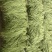 云南红河缸豆4月4号缸豆