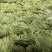 云南红河缸豆4月4号缸豆