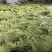 云南红河缸豆4月4号缸豆