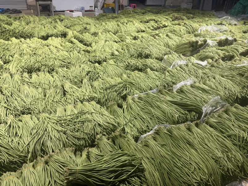 云南红河缸豆4月4号缸豆