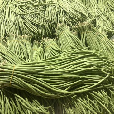 云南红河缸豆4月4号缸豆