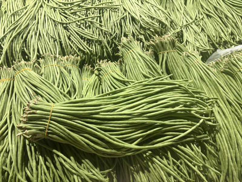 云南红河缸豆4月4号缸豆