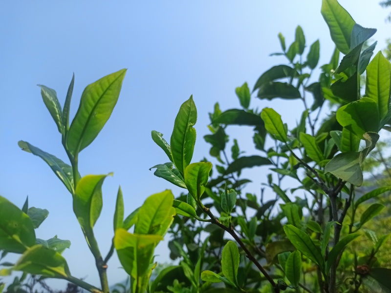 云南省临沧市永德县茶农