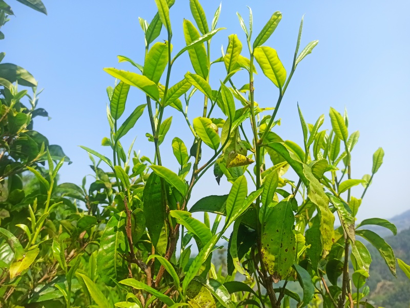云南省临沧市永德县茶农