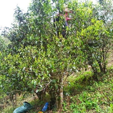 云南省临沧市永德县茶农