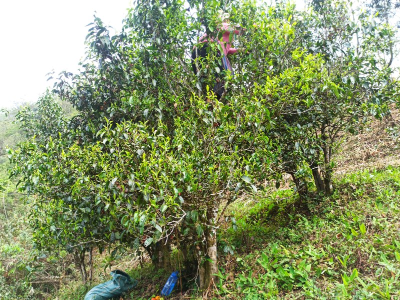 云南省临沧市永德县茶农