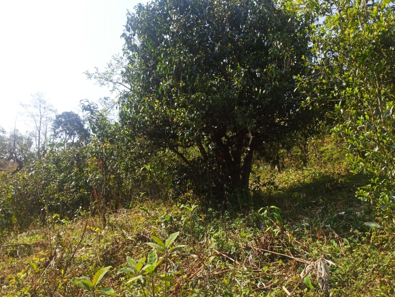 云南省临沧市永德县茶农