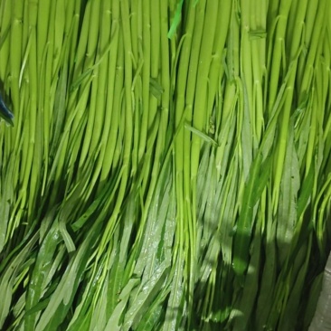 空心菜，本地菜，新鲜漂流