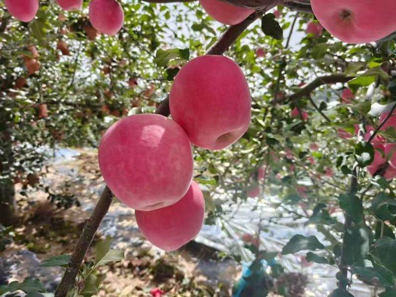 静宁高山红富士