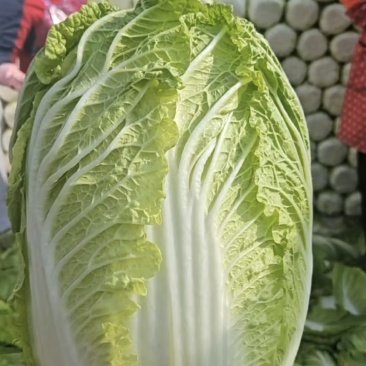 黄心大白菜