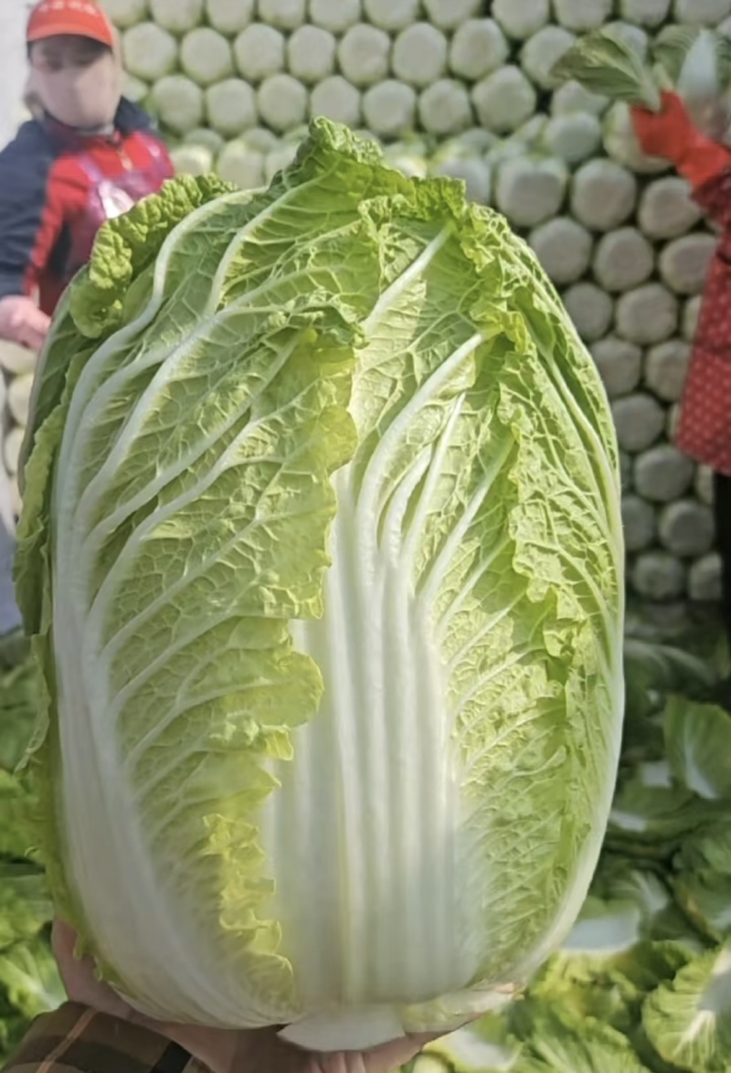 黄心大白菜