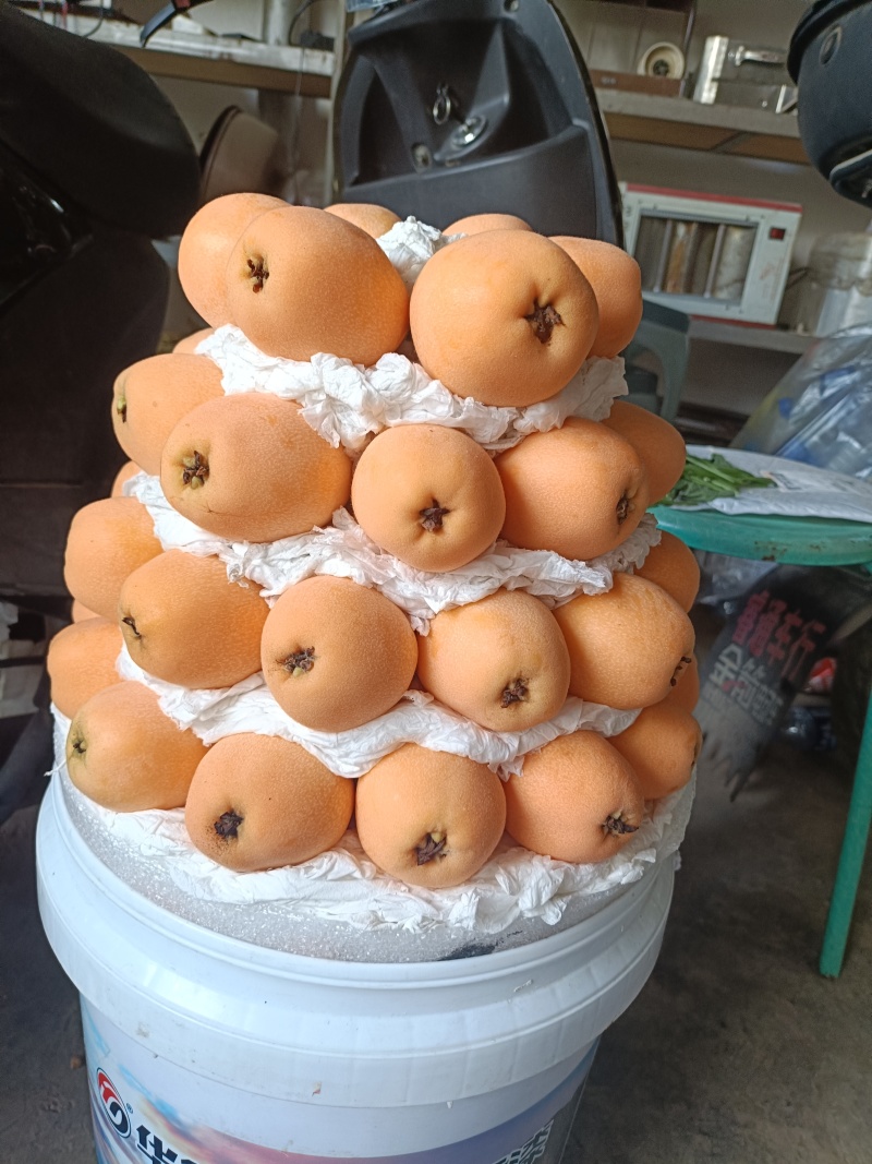 云南蒙自枇杷