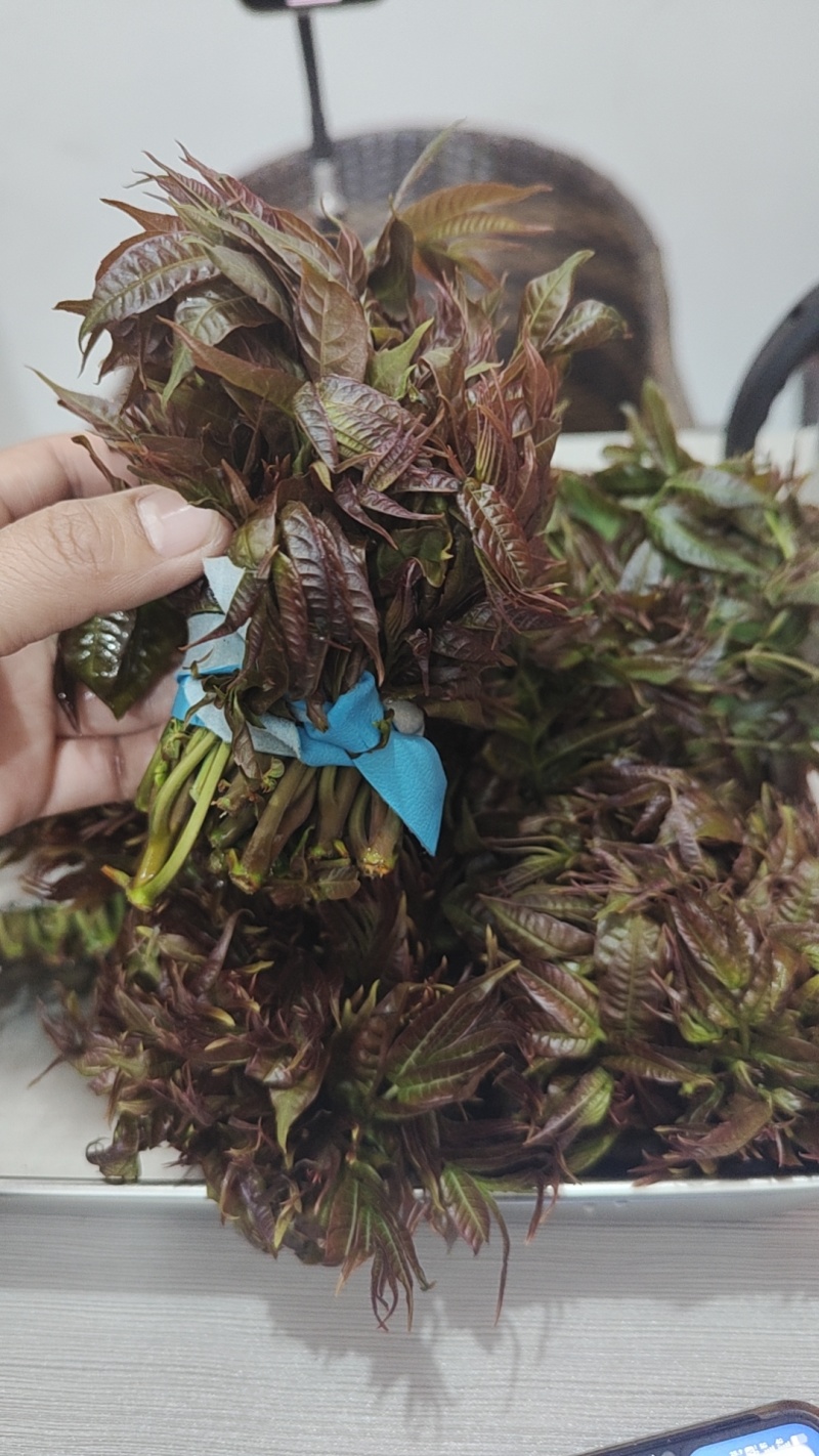 红香椿