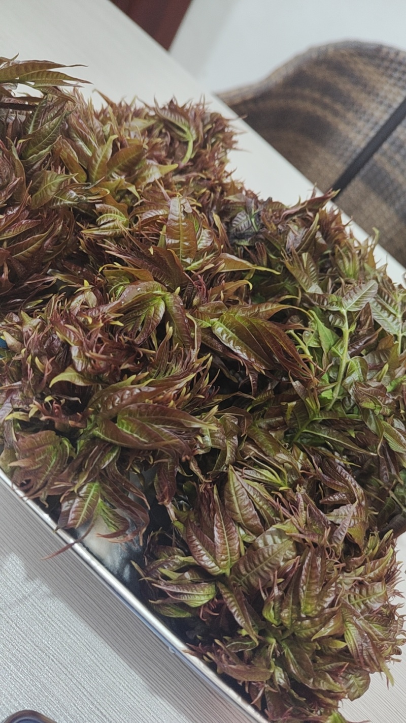 红香椿