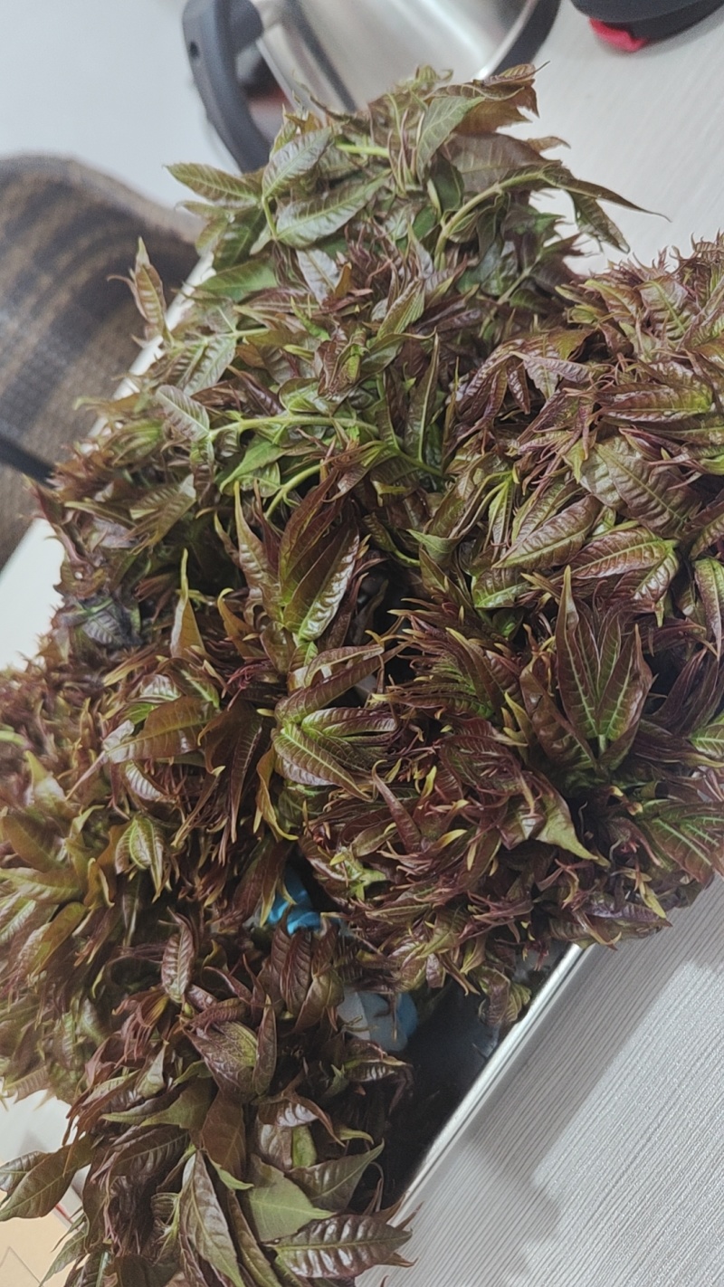 红香椿