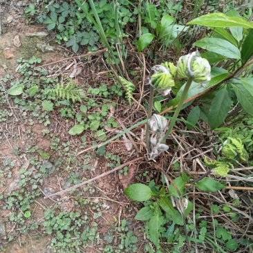 微菜