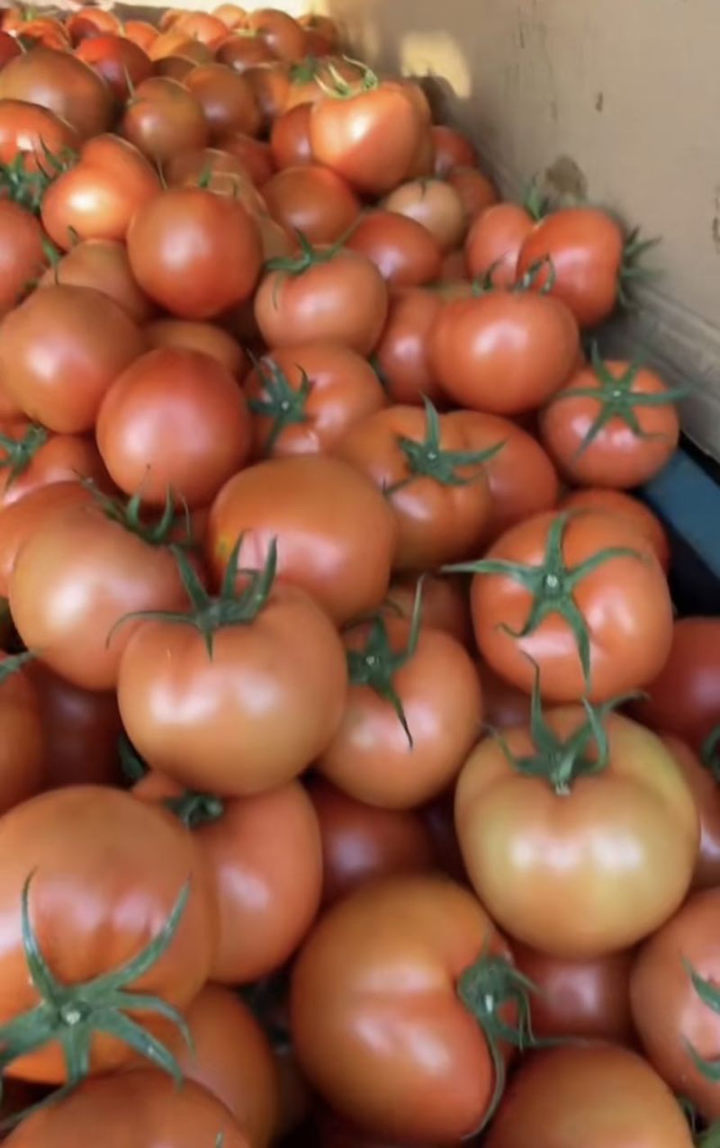 西红柿🍅