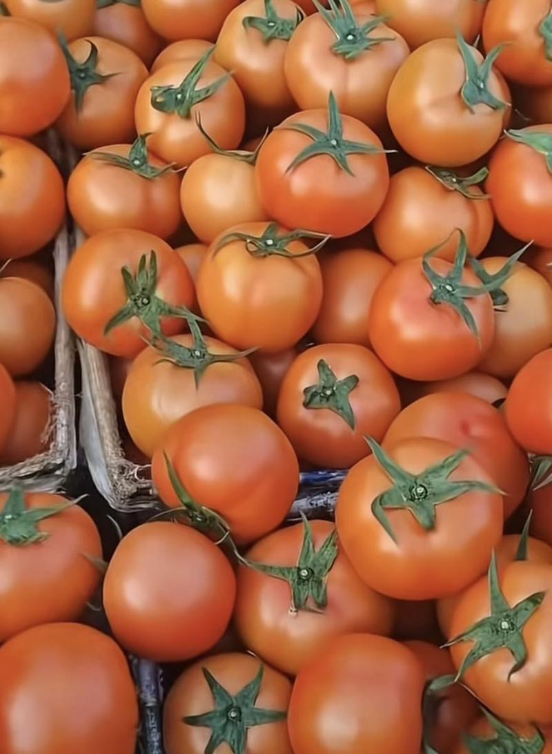 西红柿🍅