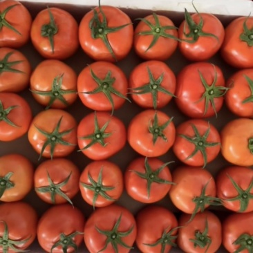 西红柿🍅