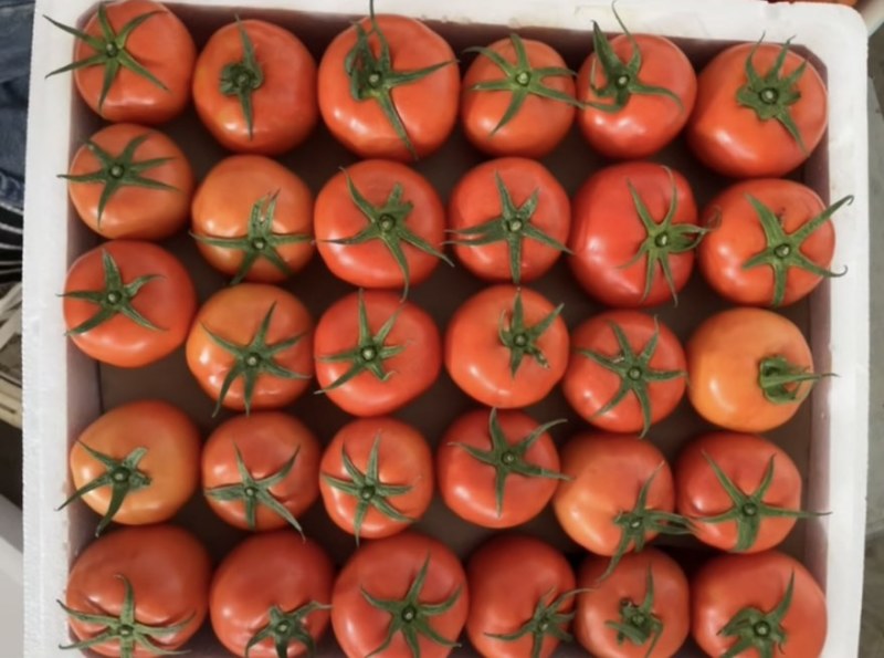西红柿🍅