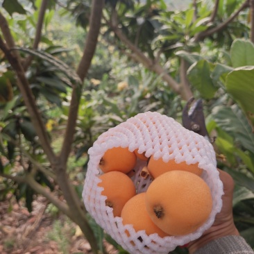 解放种枇杷
