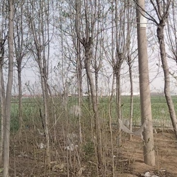 杜仲树