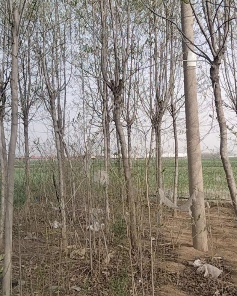 杜仲树