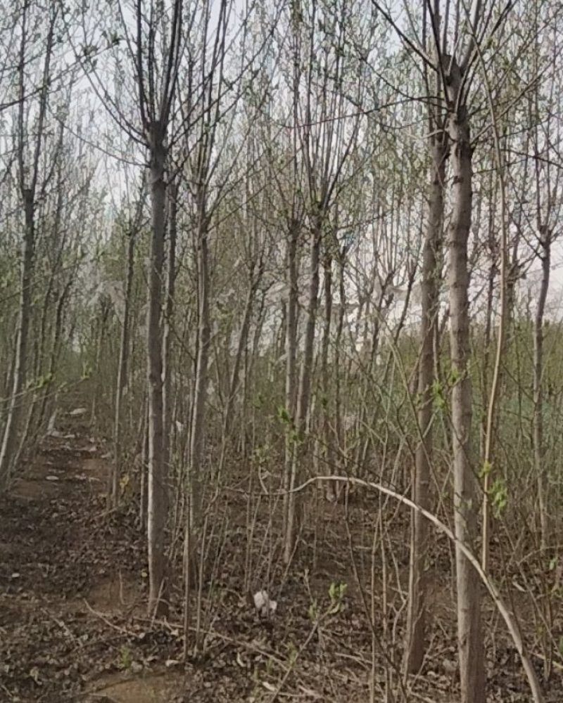 杜仲树