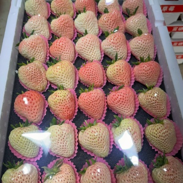 白色草莓梦之莹梦之娇