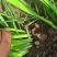 精品头刀