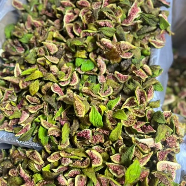 无花果条