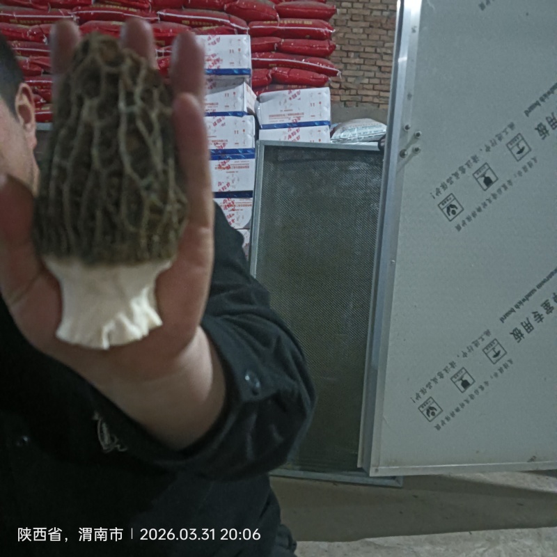 羊肚菌（精品）