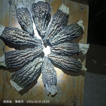 羊肚菌（精品）