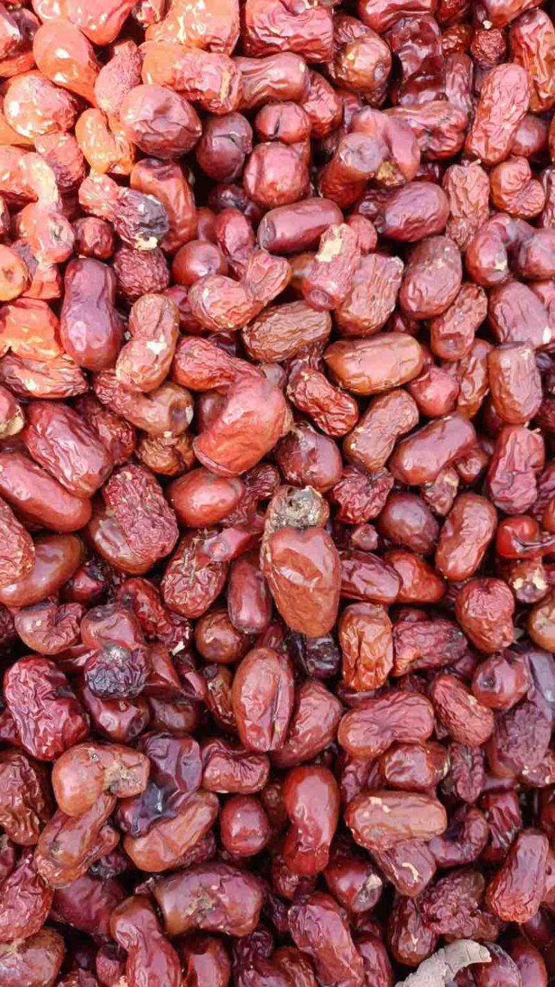 新疆饲料枣干度好价格便宜喂牛羊