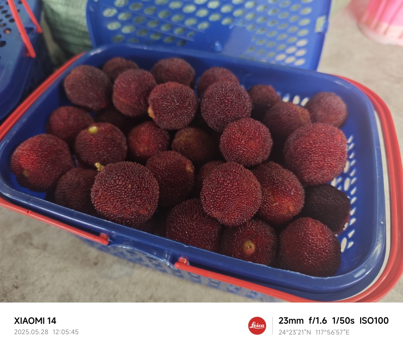四月中旬杨梅季正式开始(代收，代发，代办)需要的联系我。