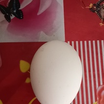家养的鹅蛋