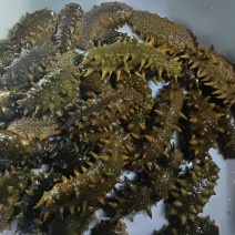 大连活海参