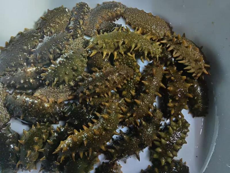 大连活海参