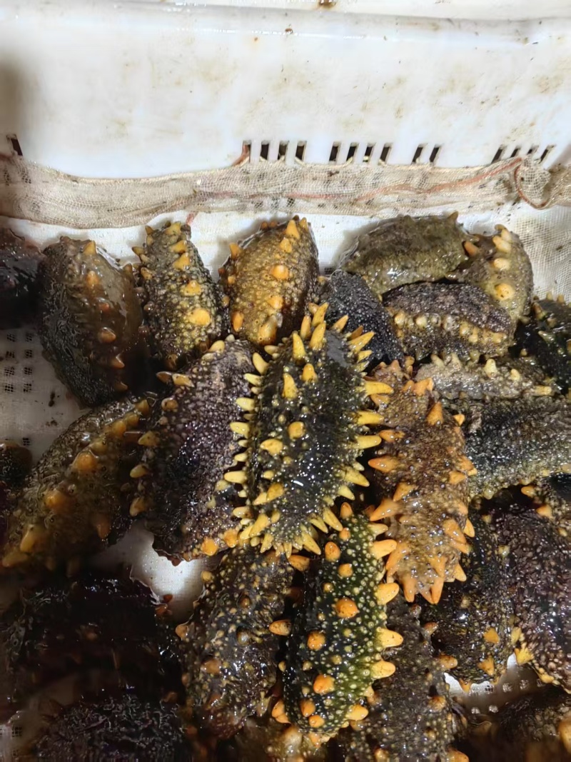 大连活海参