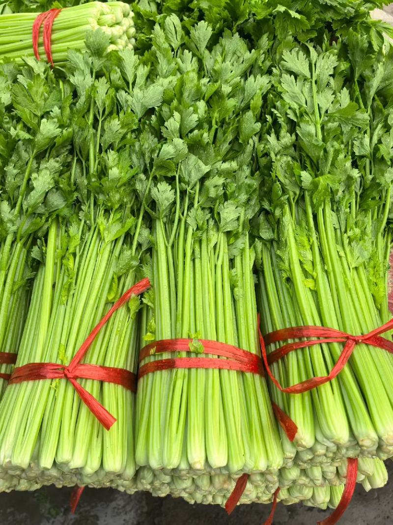 芹菜蔬菜代办/金乡大棚蔬菜产地直供