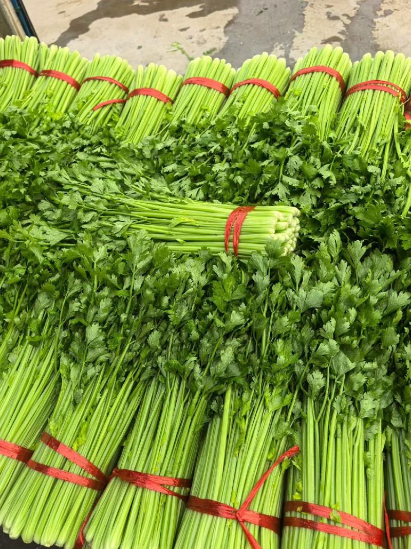 芹菜蔬菜代办/金乡大棚蔬菜产地直供