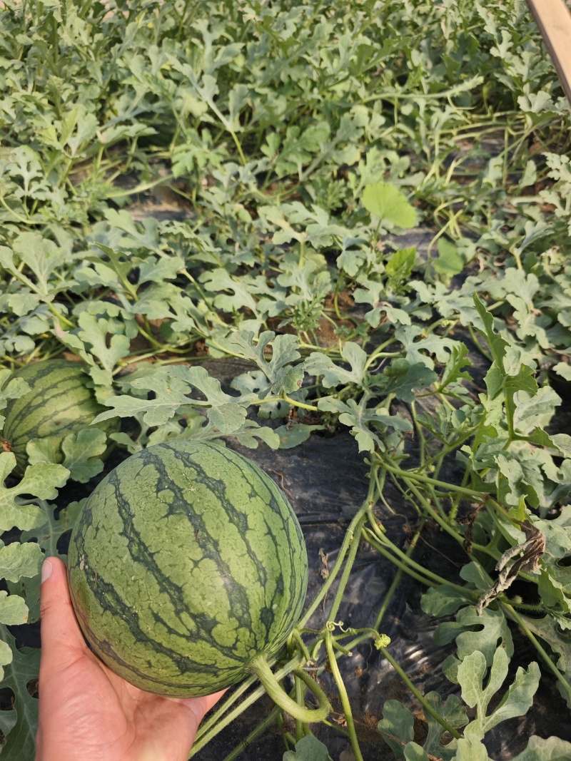江苏沭阳特小凤西瓜，万亩产地货源，脆甜无渣