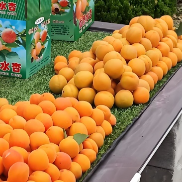邹平张高水杏