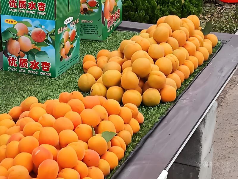 邹平张高水杏