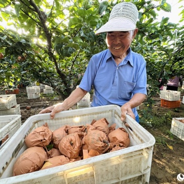 自己家种的莱阳秋月梨100多亩
