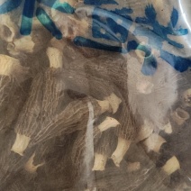 羊肚菌