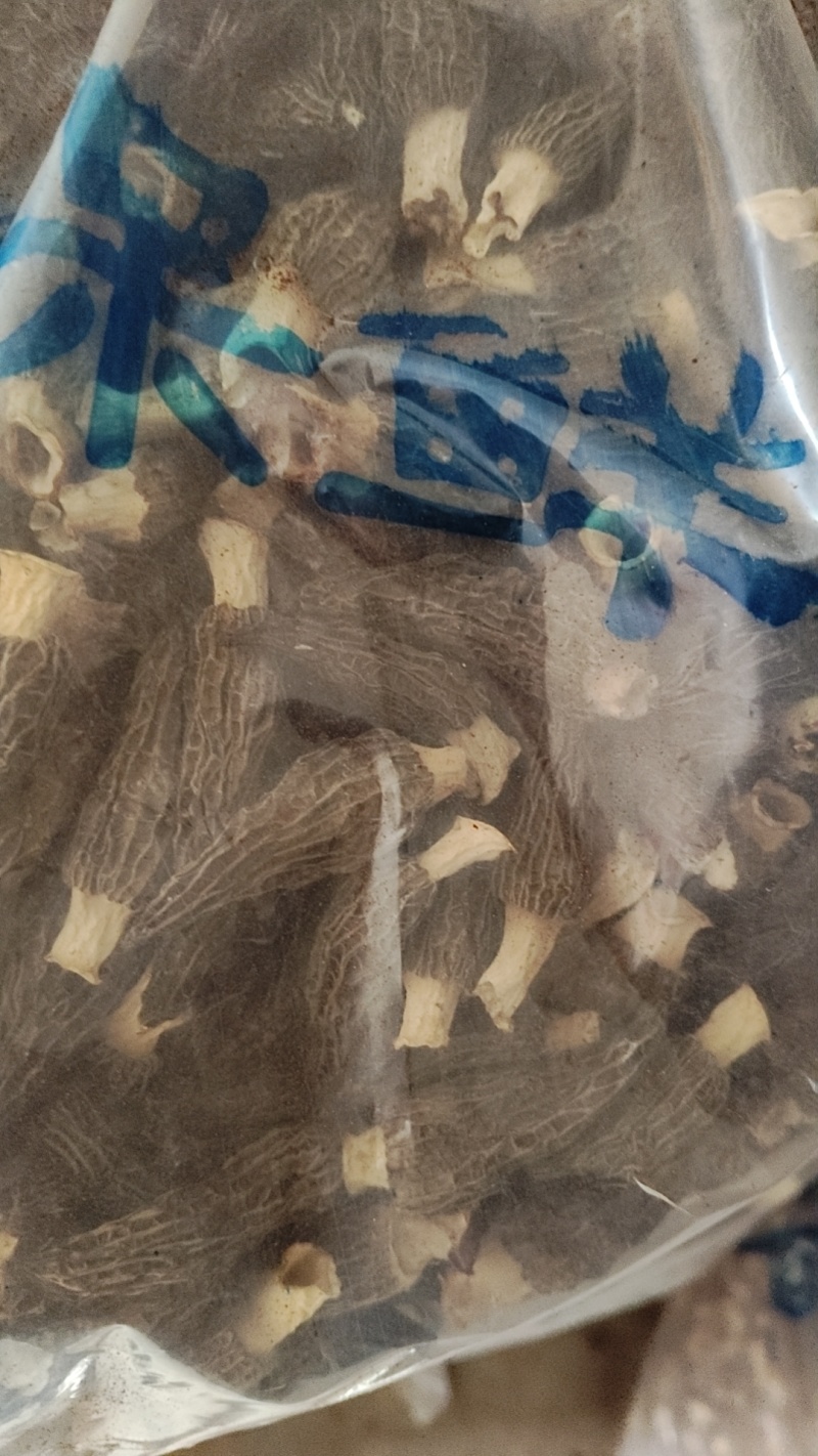 羊肚菌