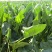 菠菜高科20——30公分质量上乘价格美丽
