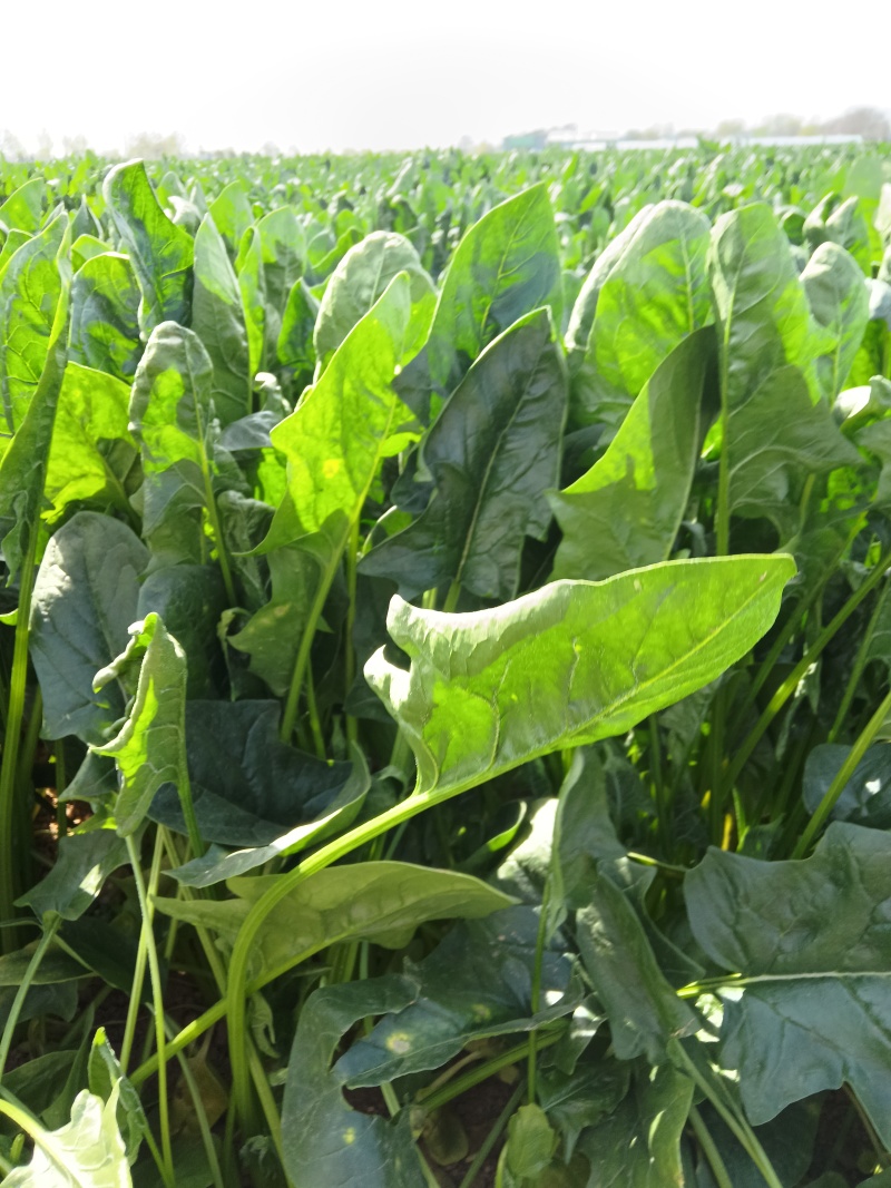 菠菜高科20——30公分质量上乘价格美丽