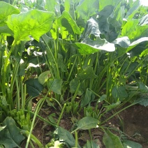 菠菜高科20——30公分质量上乘价格美丽